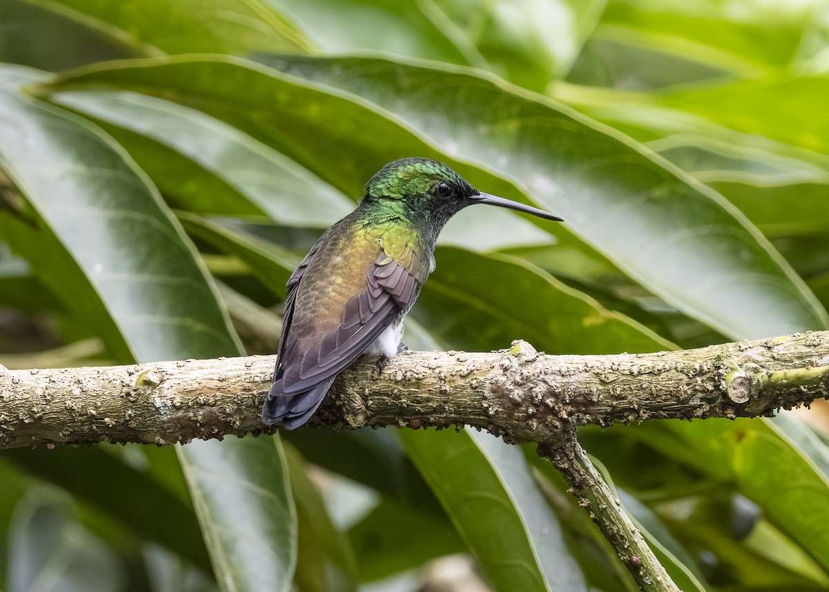 Snowy-bellied Hummingbird - ML641504448