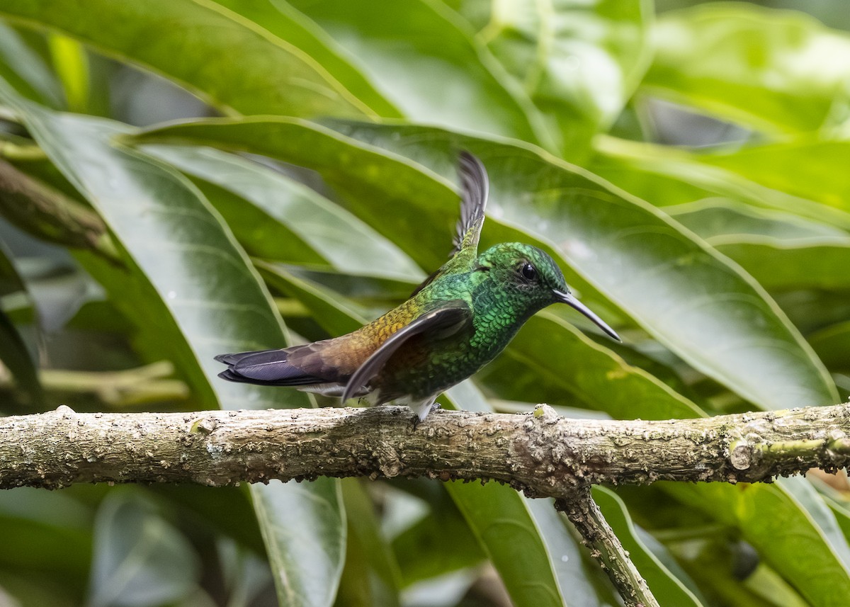 Snowy-bellied Hummingbird - ML641504449