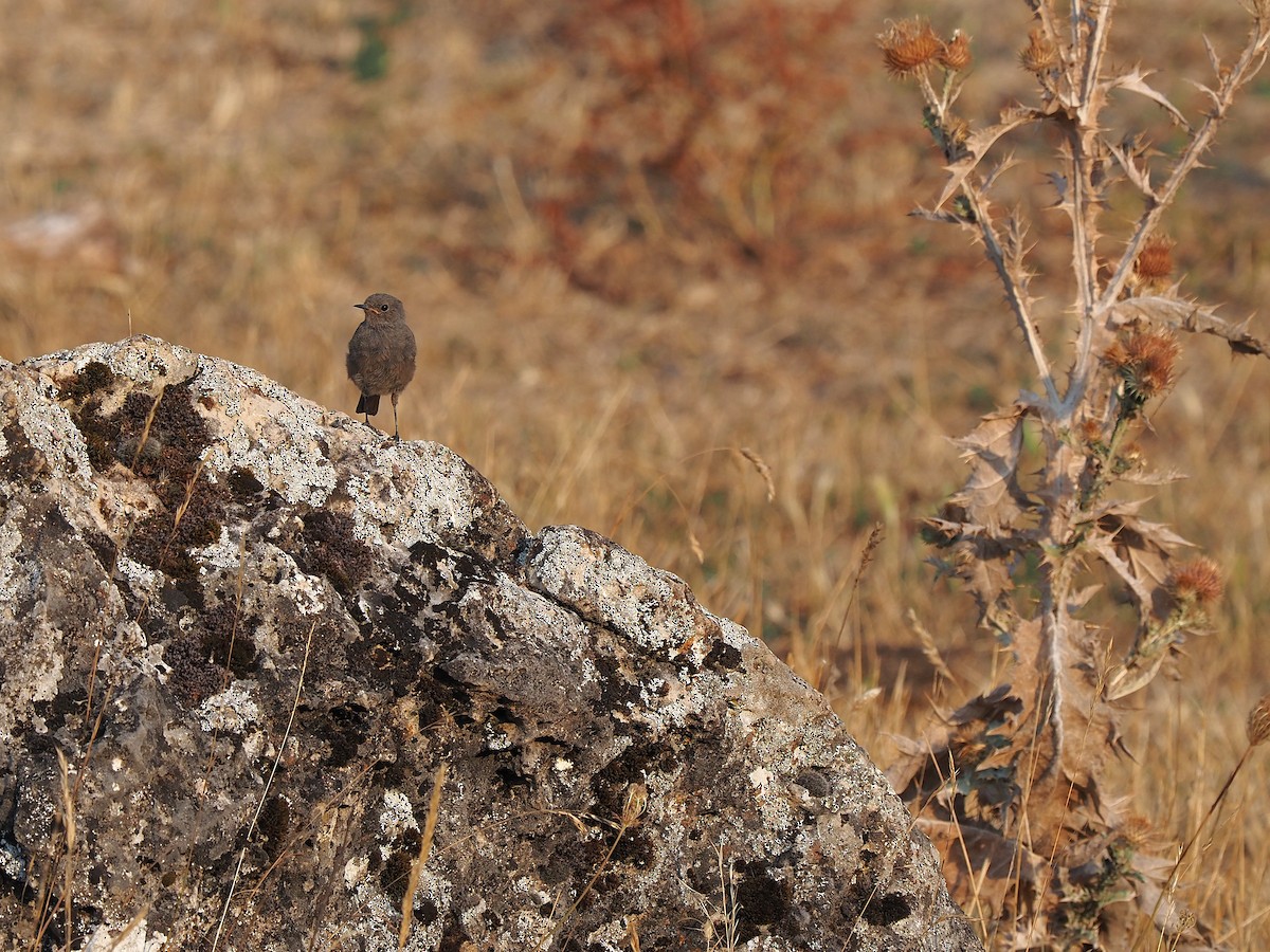 Buztangorri iluna - ML641504451