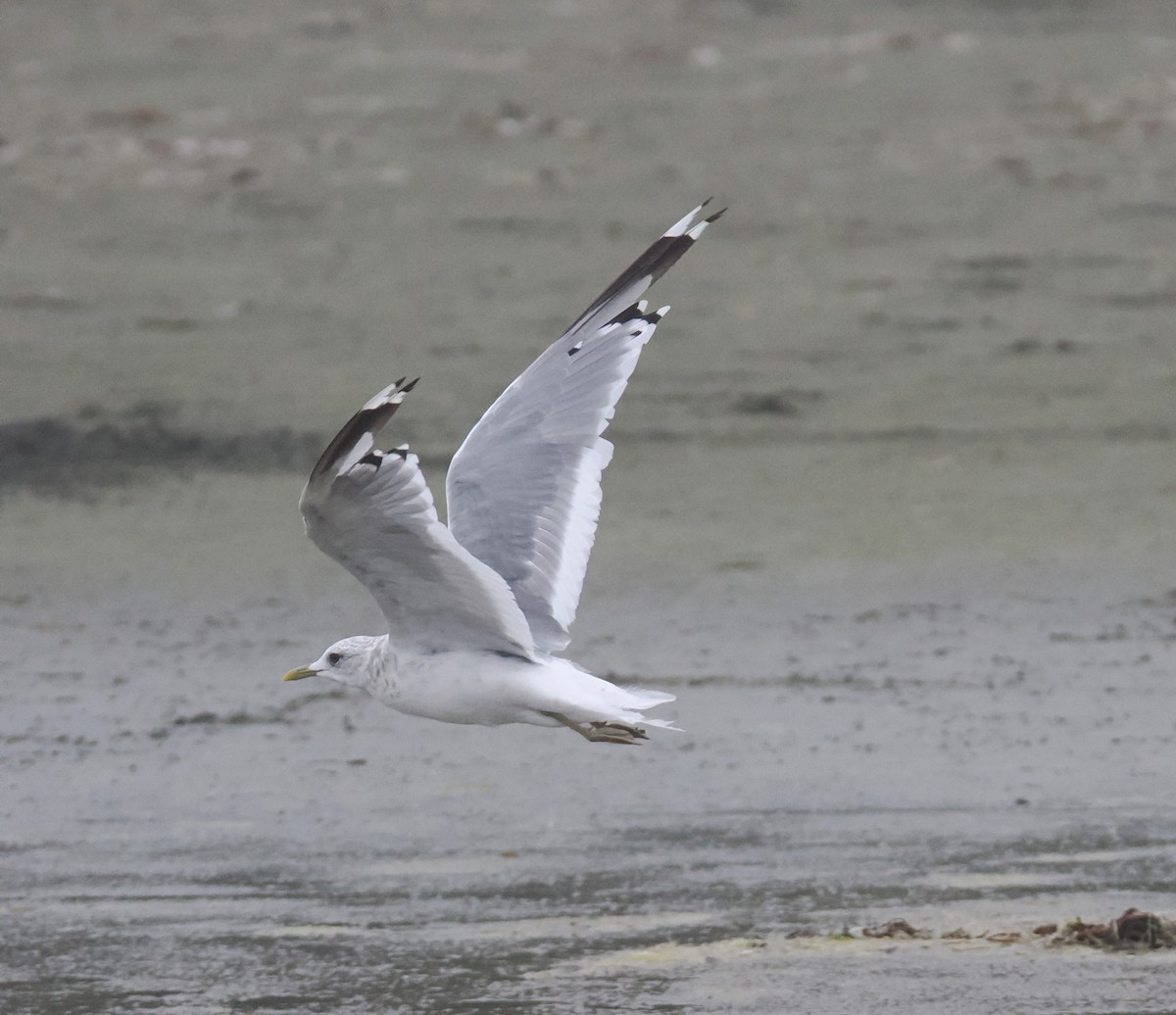 Short-billed Gull - ML641504461