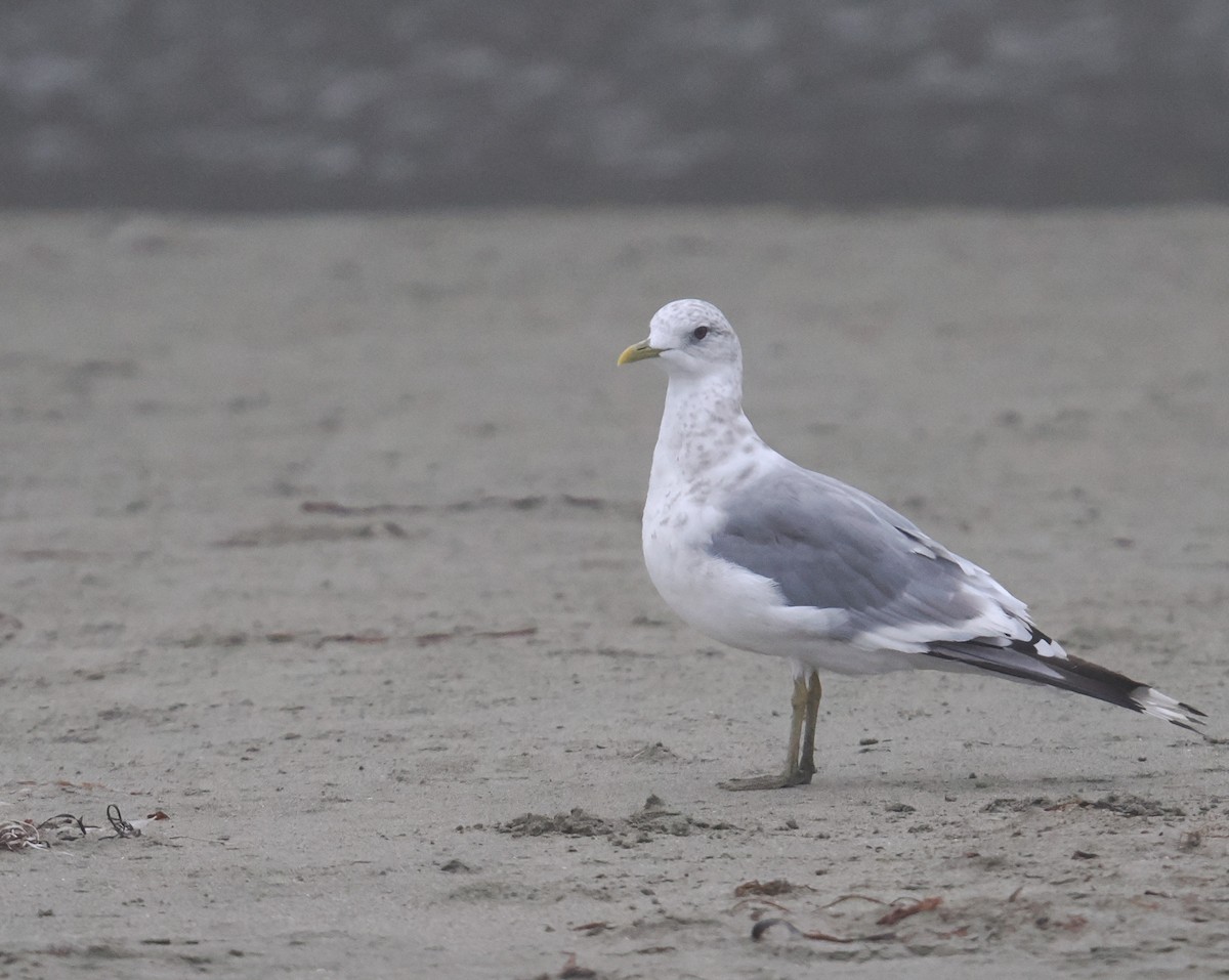 Short-billed Gull - ML641504462