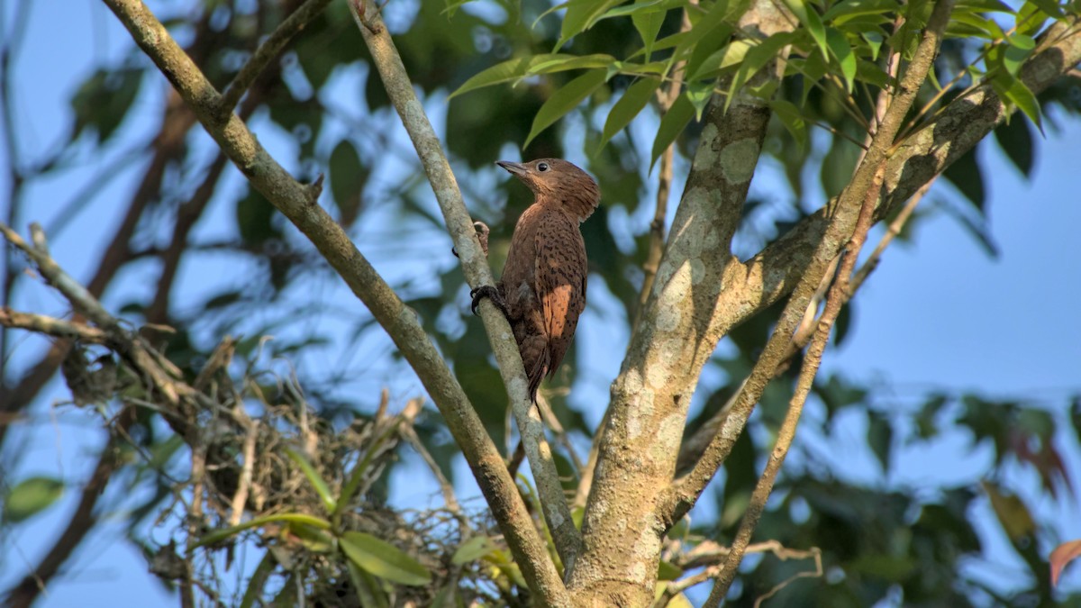 Rufous Woodpecker - ML641504498