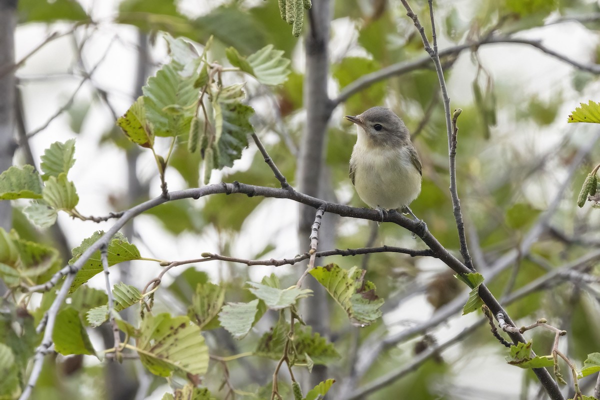 Warbling Vireo (Western) - ML641504547
