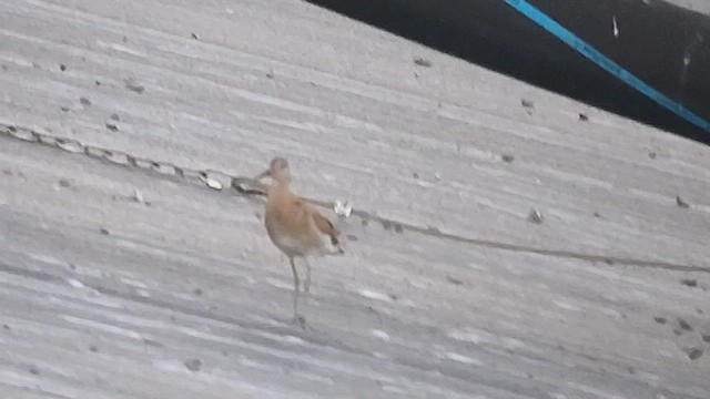 Ruff - ML641504562