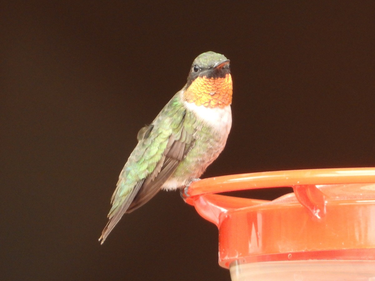 Yakut Boğazlı Kolibri - ML641504569