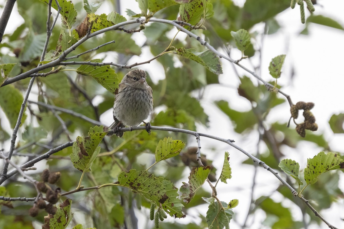 Chipping Sparrow - ML641504570