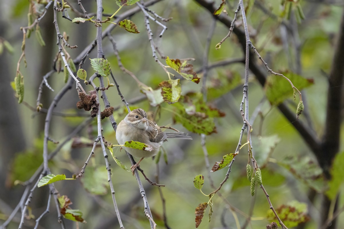 Clay-colored Sparrow - ML641504578