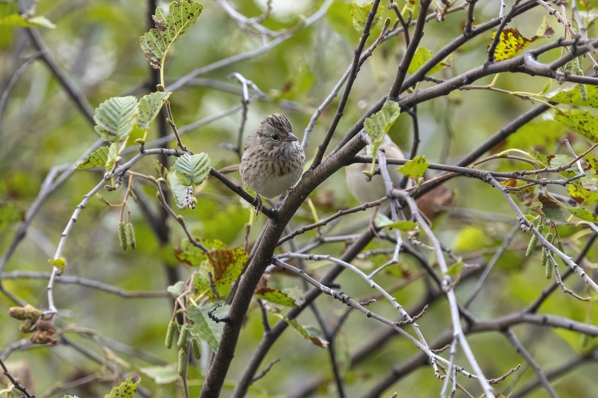 Lincoln's Sparrow - ML641504593