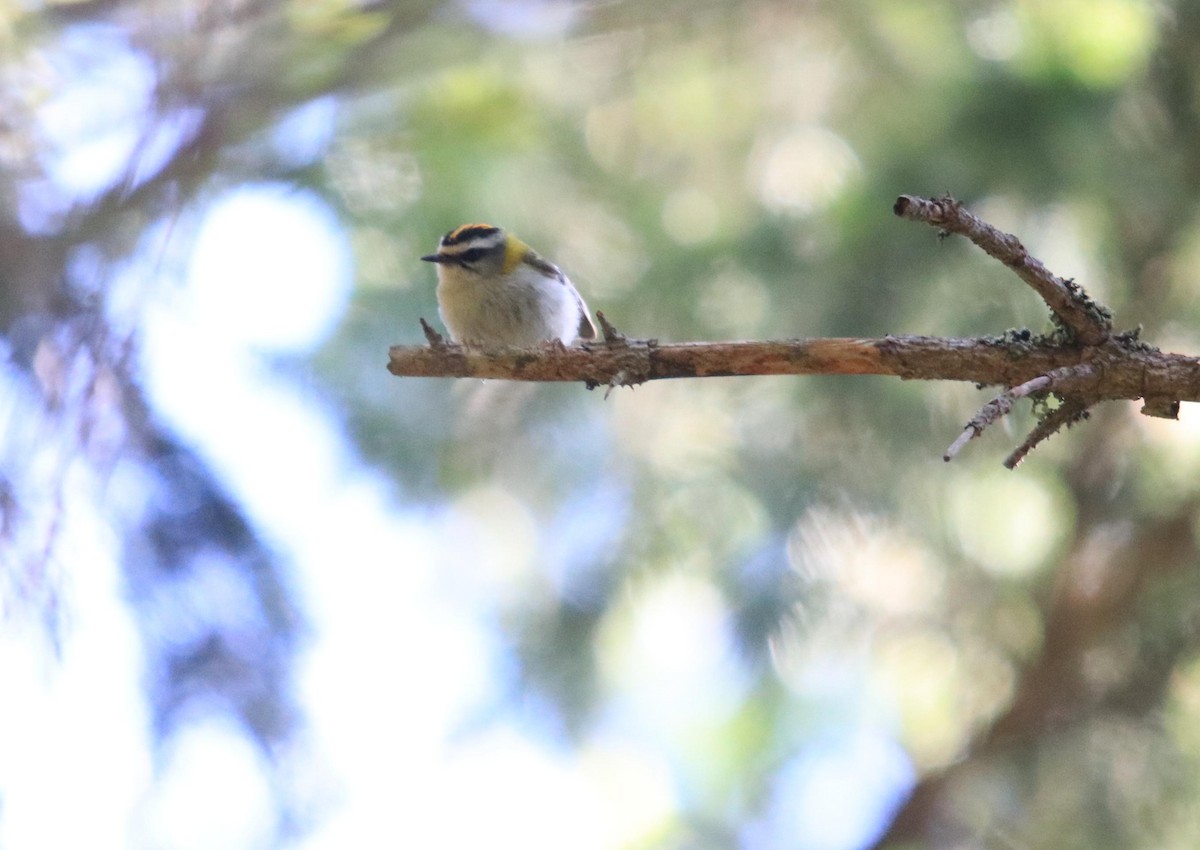 Common Firecrest - ML641504599