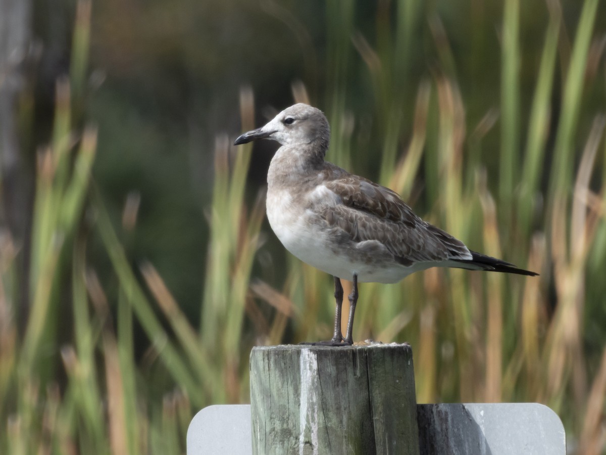 Laughing Gull - ML641504603