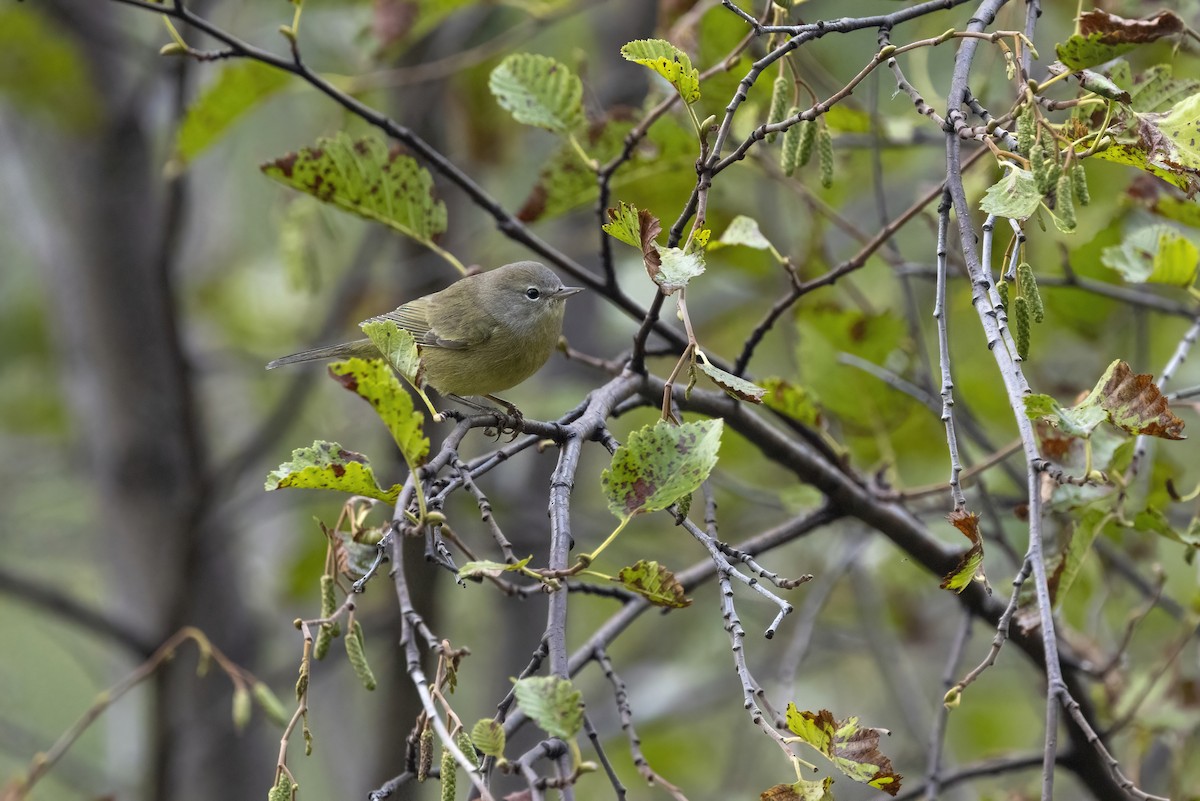 Orange-crowned Warbler - ML641504604