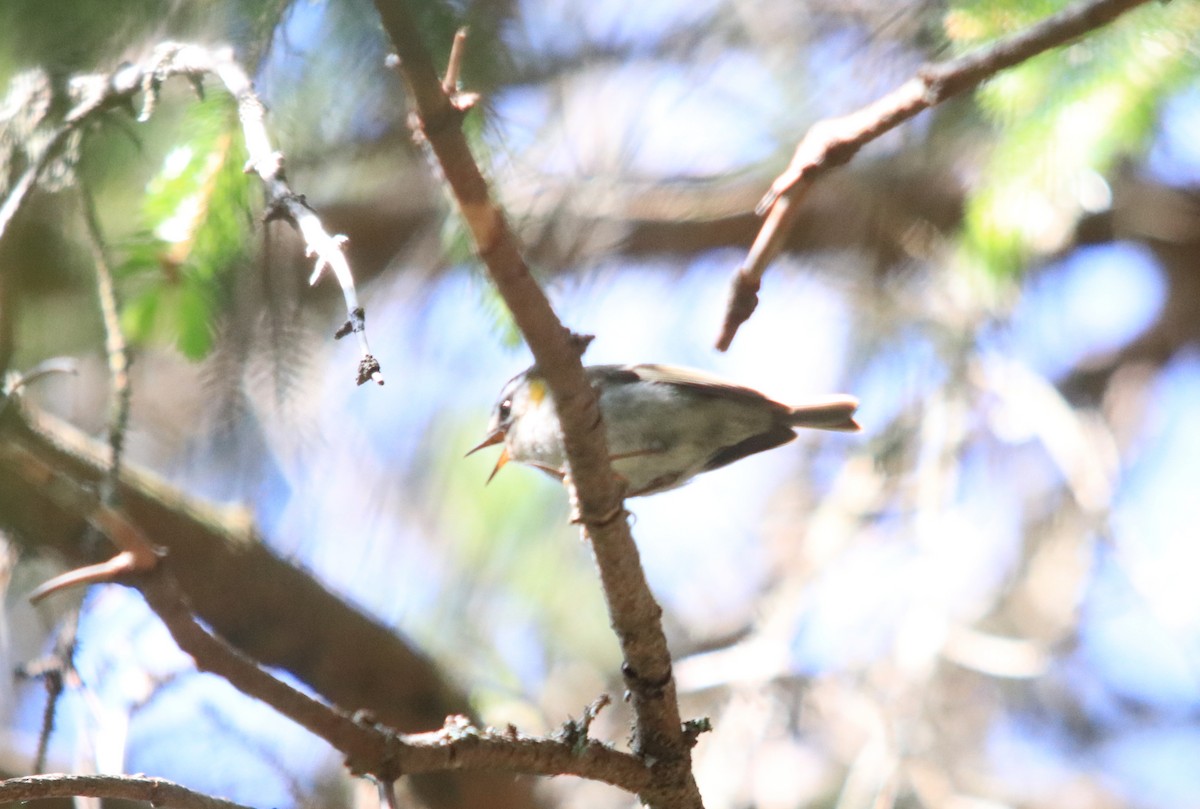 Common Firecrest - ML641504610