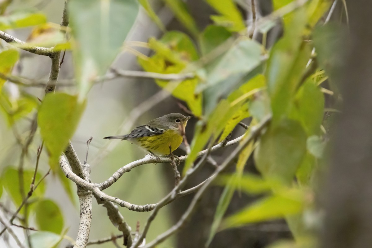 Magnolia Warbler - ML641504612