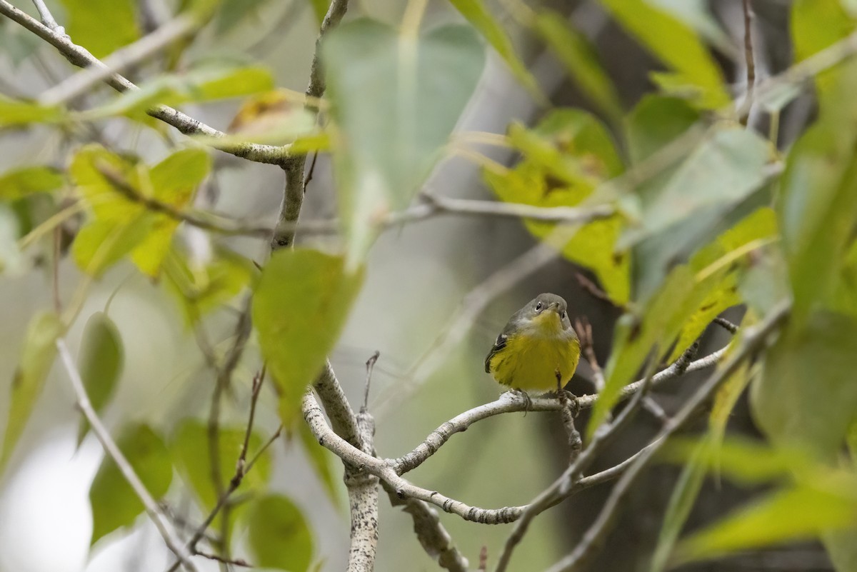 Magnolia Warbler - ML641504615