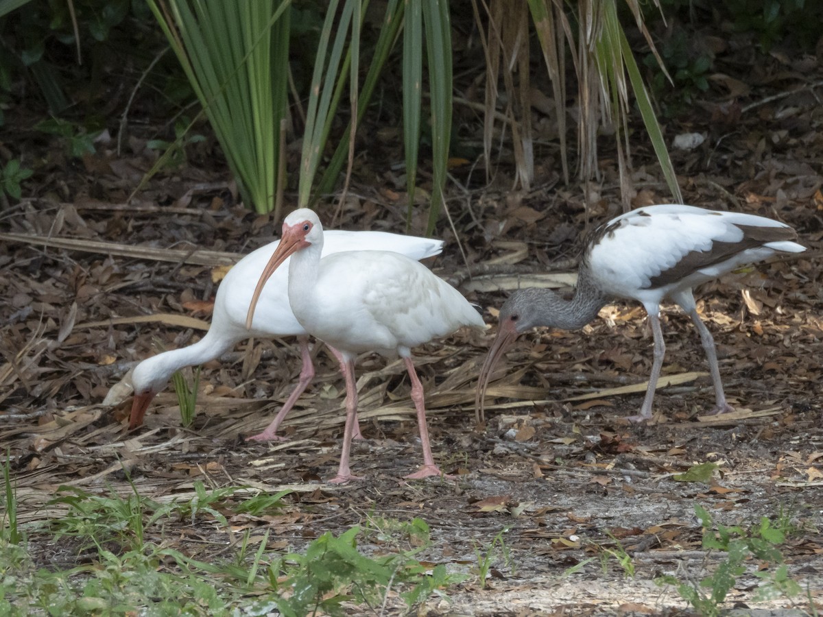 White Ibis - ML641504626