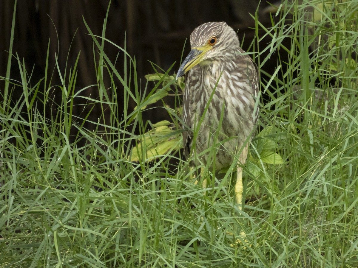 Black-crowned Night Heron - ML641504638