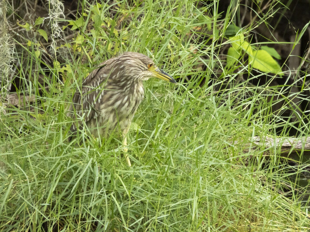 Black-crowned Night Heron - ML641504639