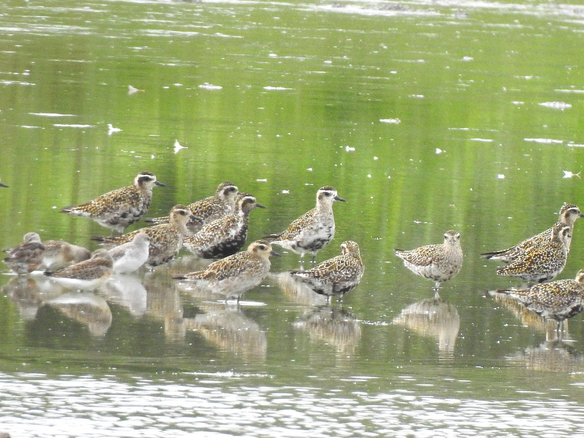 Pacific Golden-Plover - ML641504642
