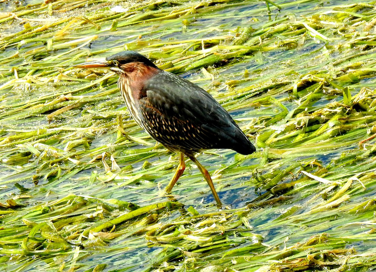 Green Heron - ML641504649