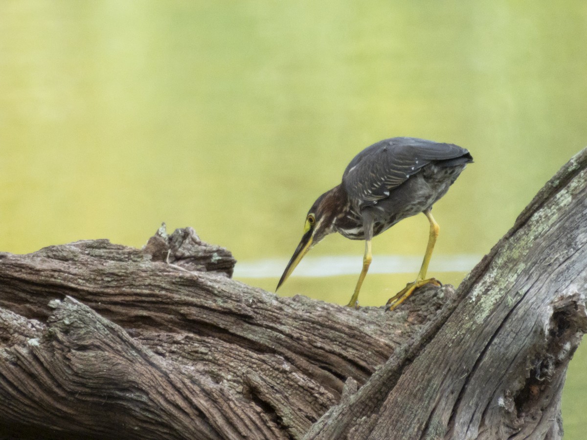 Green Heron - ML641504656