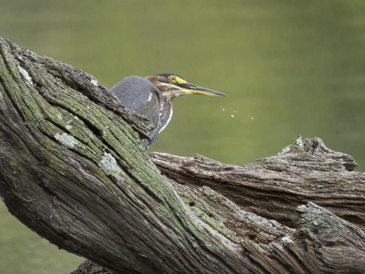Green Heron - ML641504657