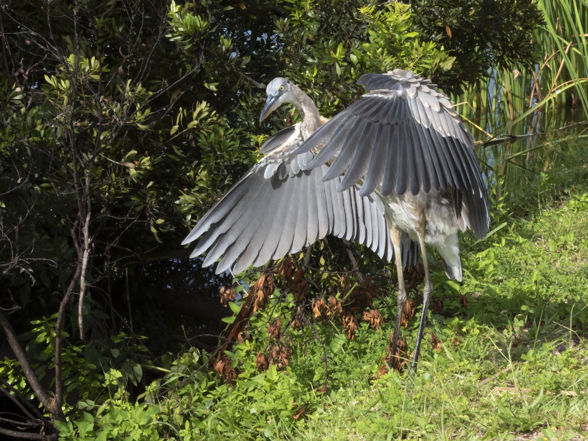 Great Blue Heron - ML641504663