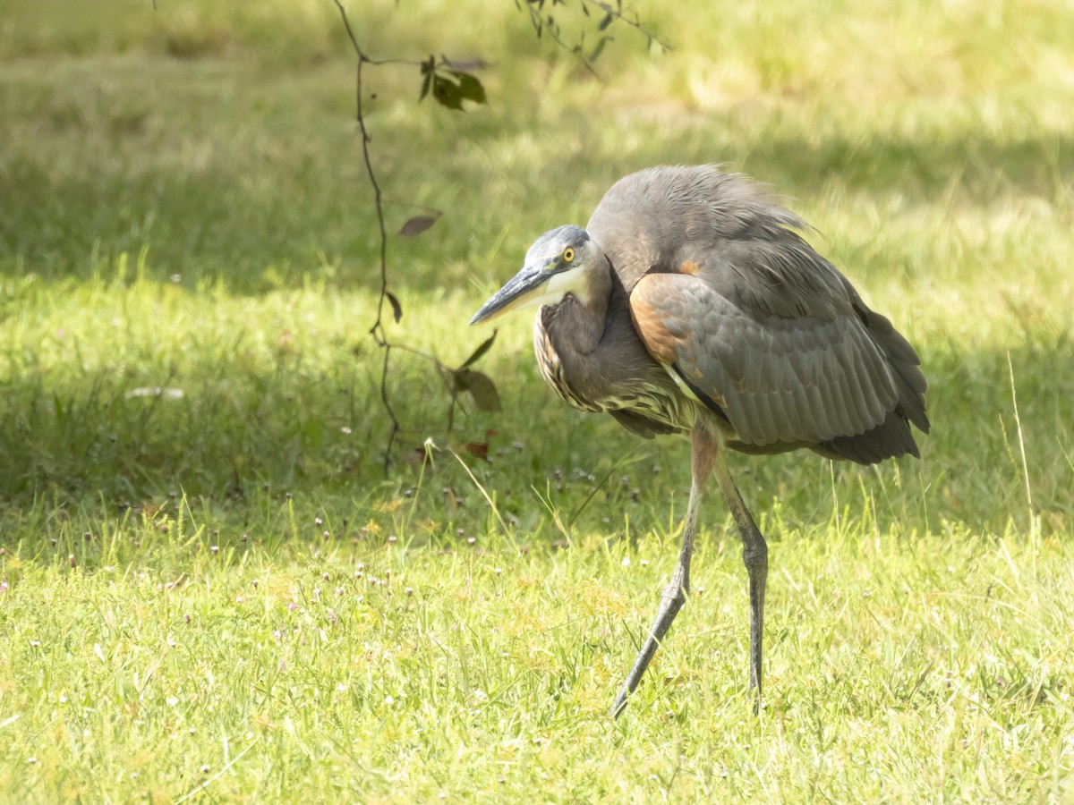 Great Blue Heron - ML641504664