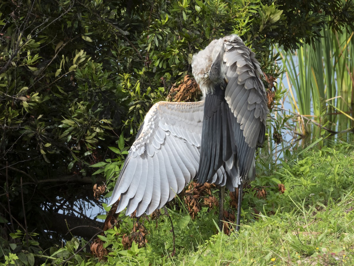 Great Blue Heron - ML641504665
