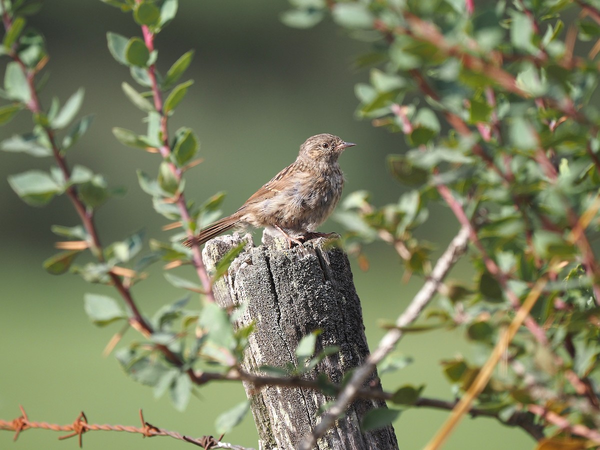 Dunnock - ML641504698