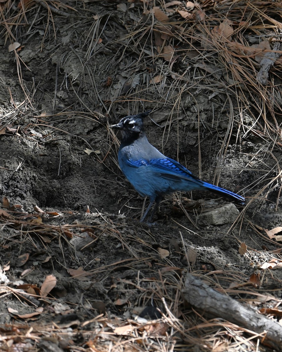 Steller's Jay (Southwest Interior) - ML641504708