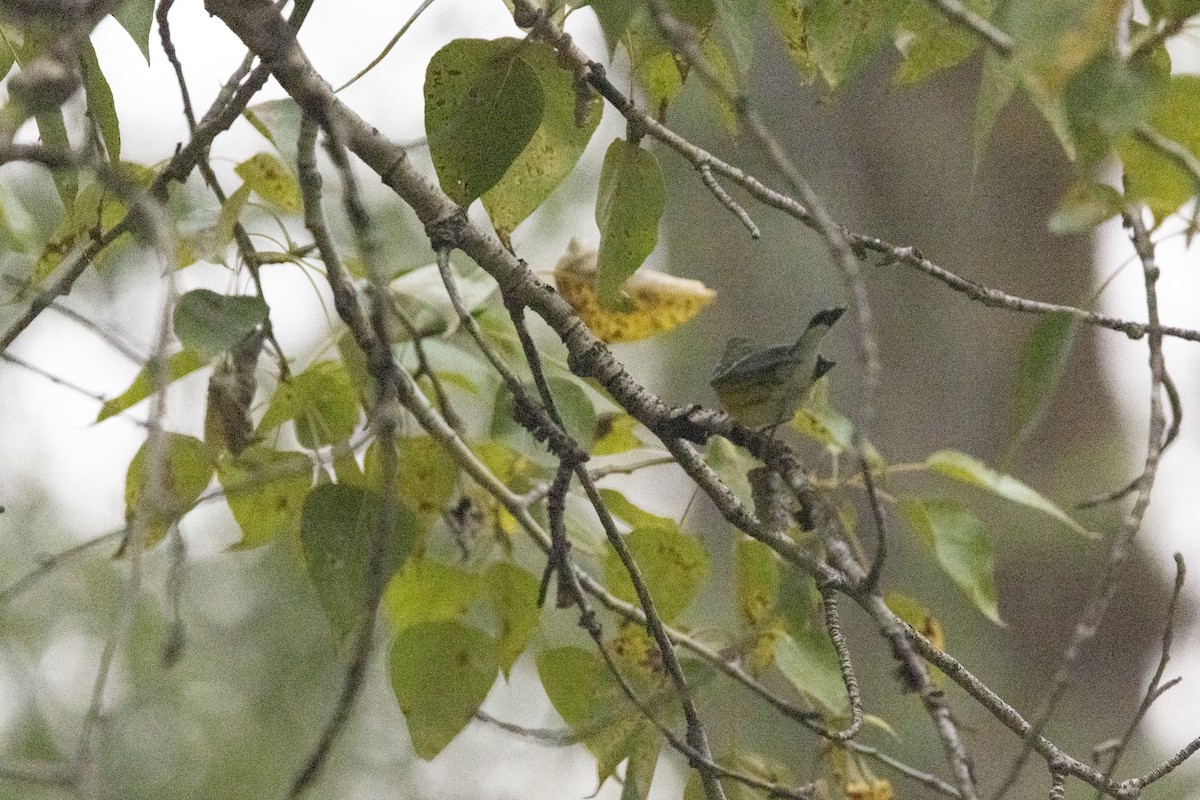 Magnolia Warbler - ML641504710