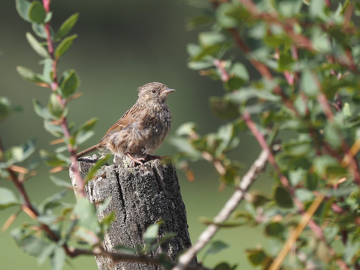 Dunnock - ML641504713