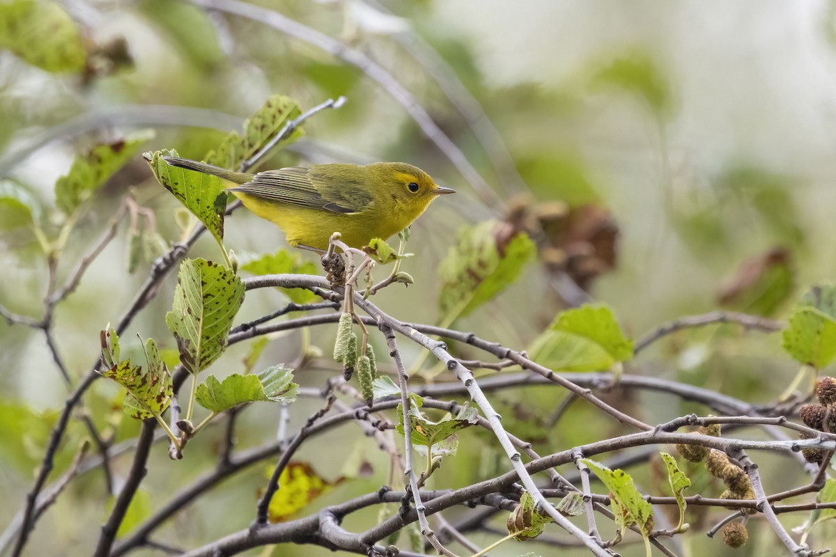 Wilson's Warbler - ML641504718
