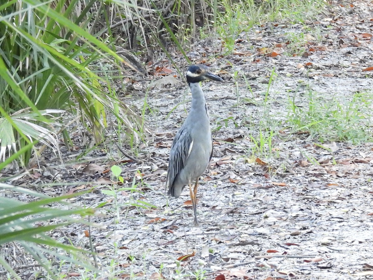 Yellow-crowned Night Heron - ML641504756