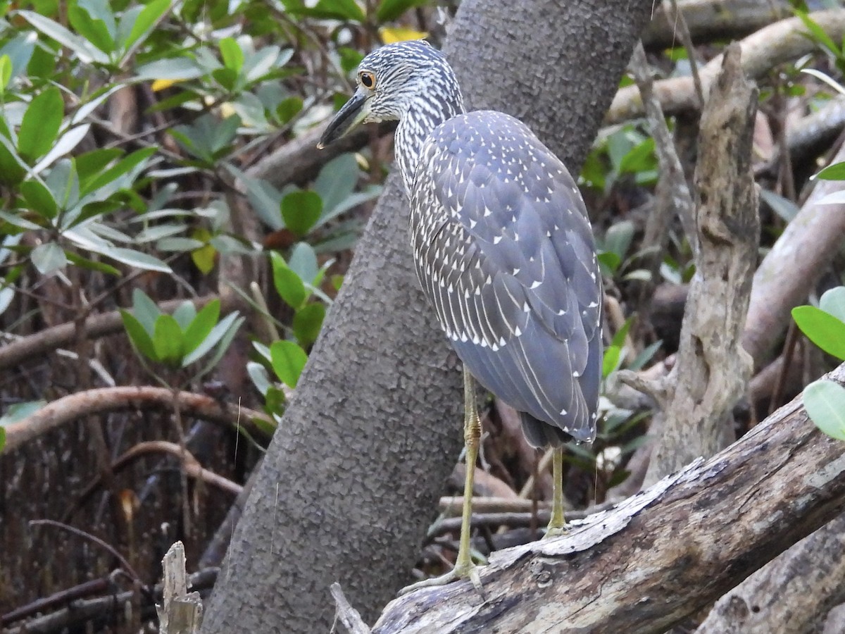 Yellow-crowned Night Heron - ML641504757