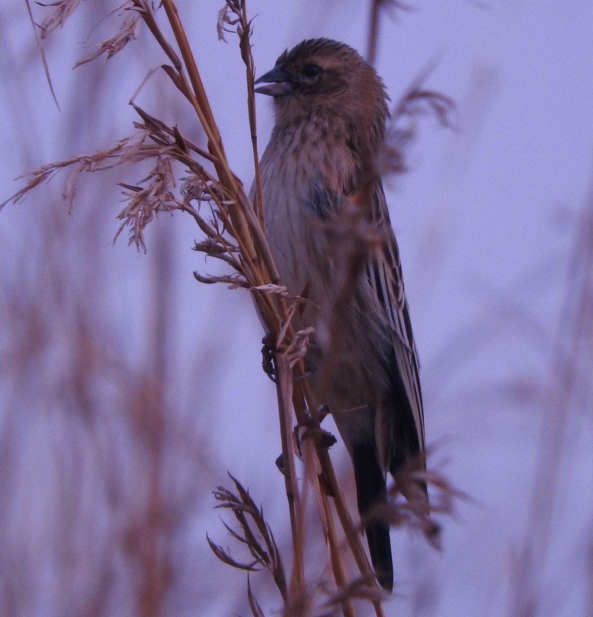Long-tailed Widowbird - ML641504760