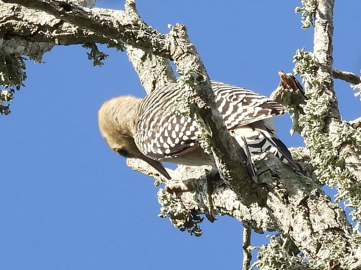 Red-bellied Woodpecker - ML641504768