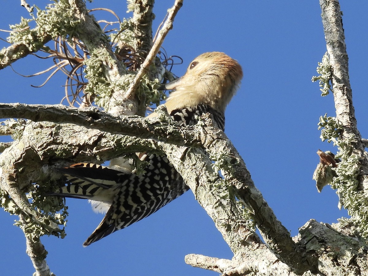 Red-bellied Woodpecker - ML641504769