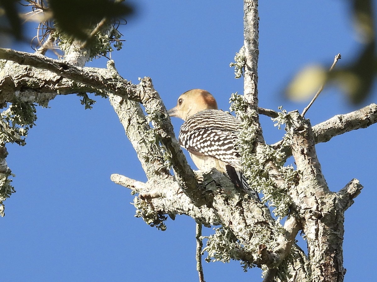 Red-bellied Woodpecker - ML641504770