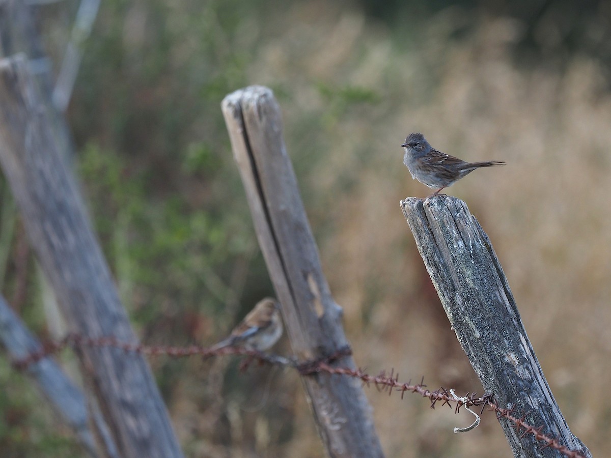 Dunnock - ML641504772