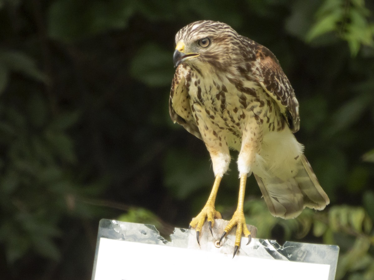 Red-shouldered Hawk - ML641504774