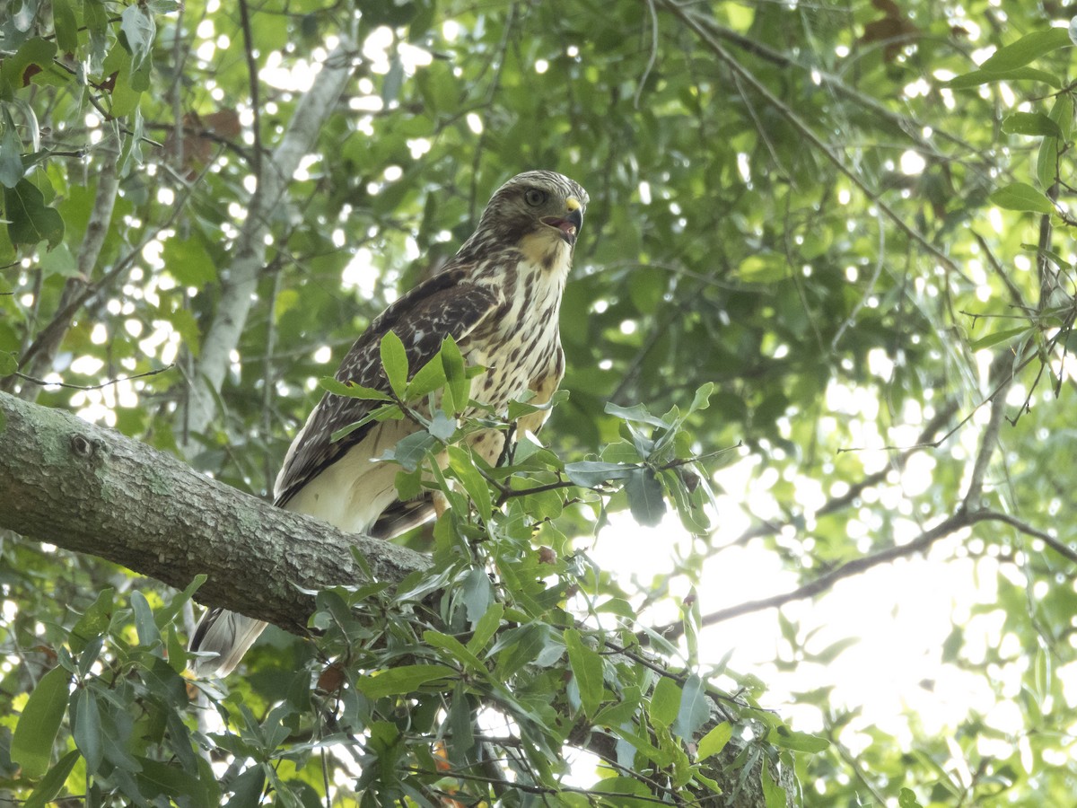 Red-shouldered Hawk - ML641504775