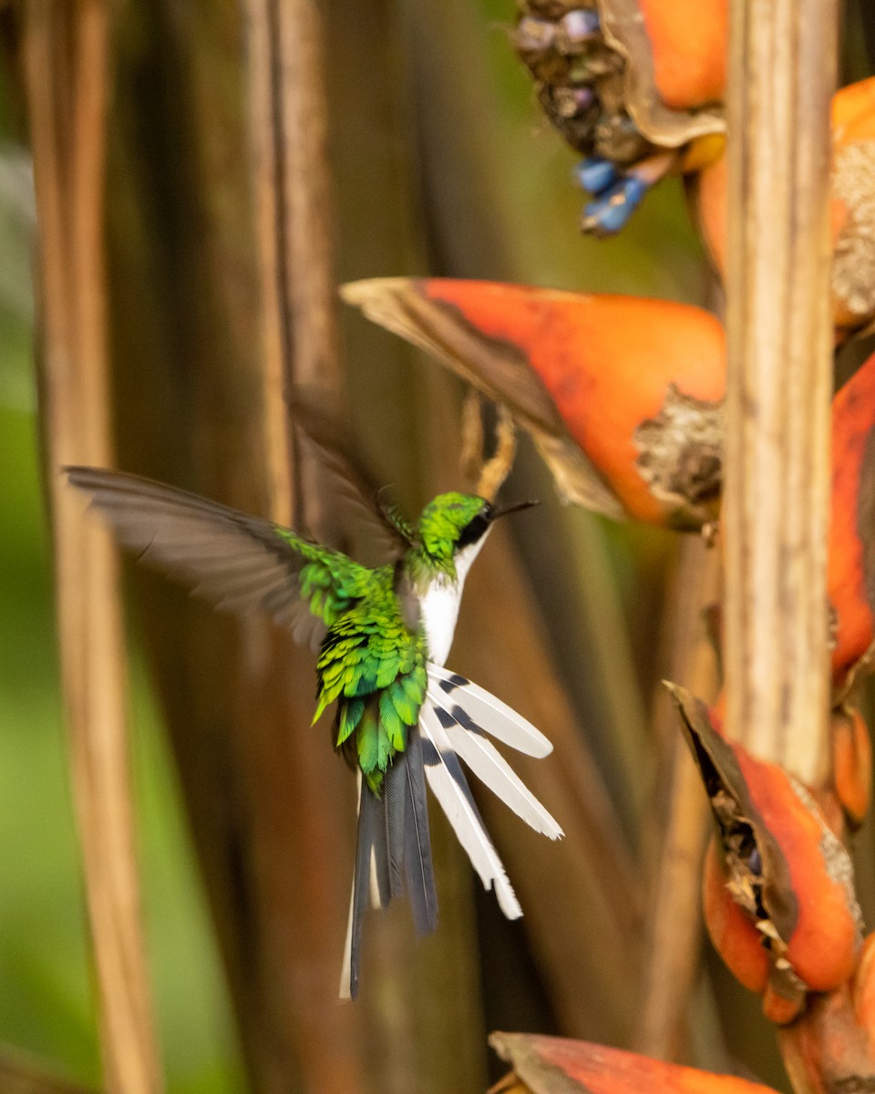 Purple-crowned Fairy - ML641504777