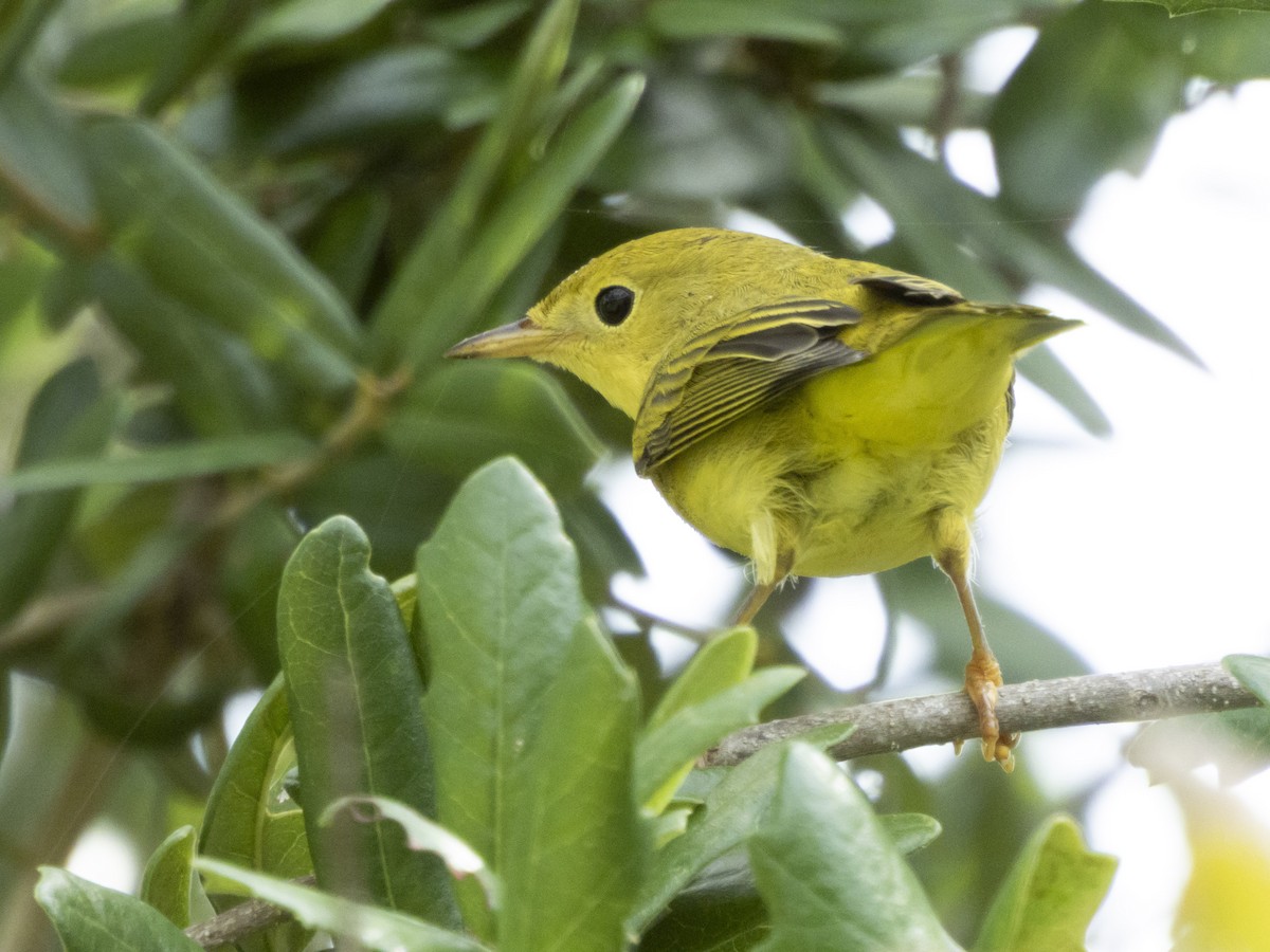 Yellow Warbler - ML641504800