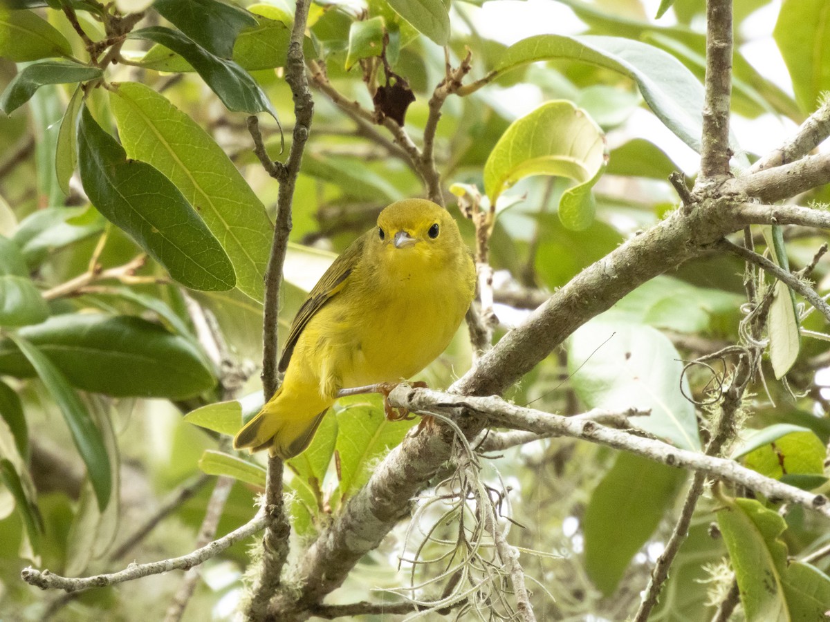 Yellow Warbler - ML641504806