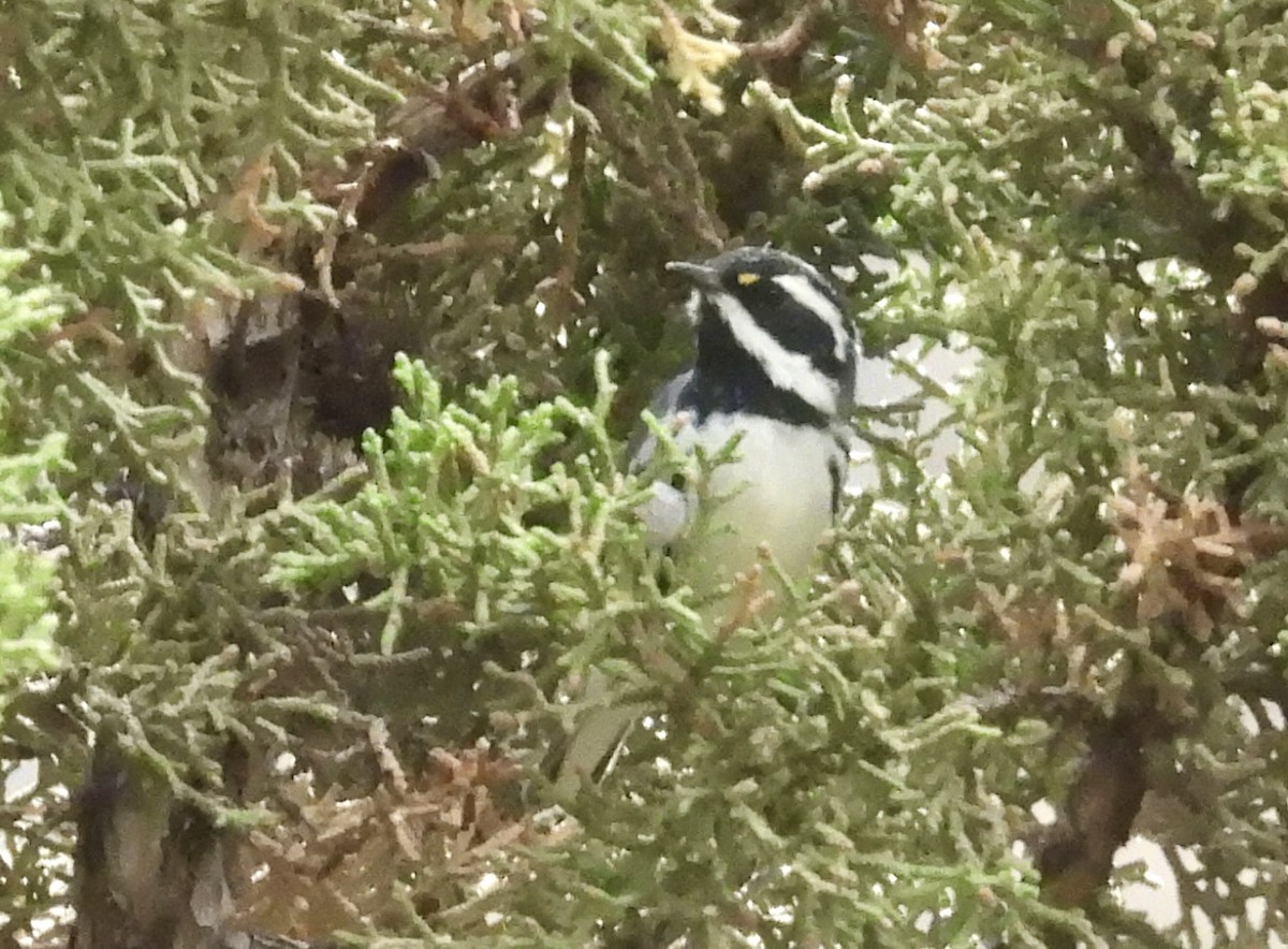 Black-throated Gray Warbler - ML641504817