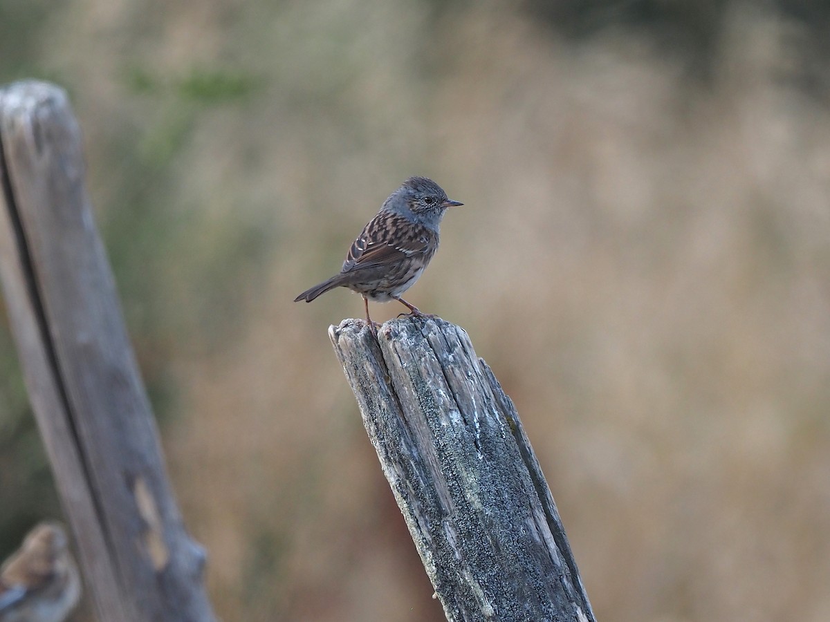 Dunnock - ML641504855