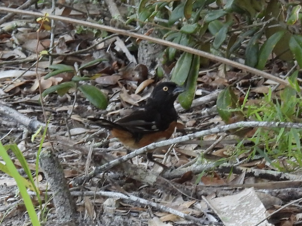 Eastern Towhee - ML641504861