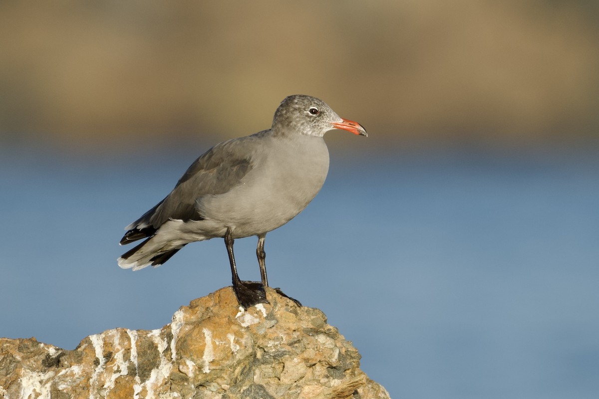 Heermann's Gull - ML641504873