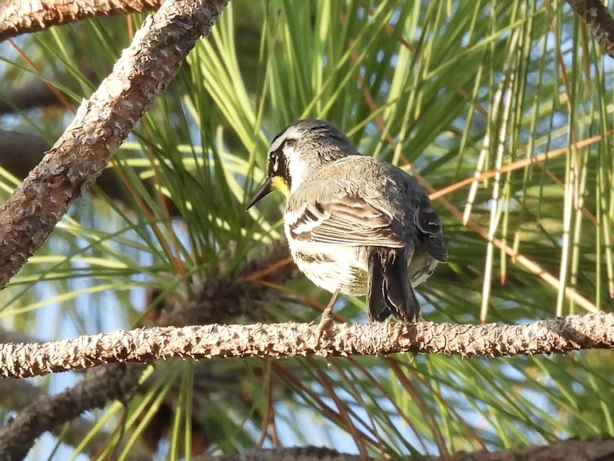 Yellow-throated Warbler - ML641504875